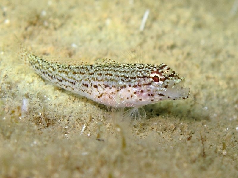 Gobius fallax (Sarato, 1889)